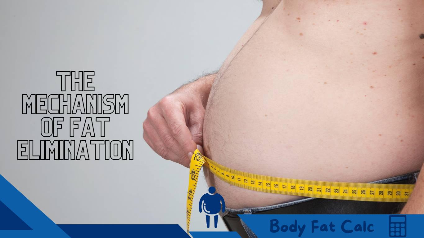 Ο Μηχανισμός Αποβολής Λίπους